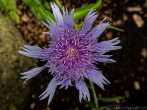 Purple Flower at Space Needle Park