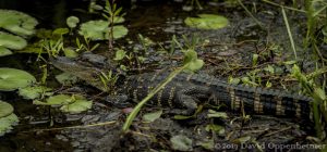 Alligator at Tom Yawkey Wildlife Center