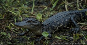 Alligator at Tom Yawkey Wildlife Center