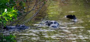 Giant Alligators at Gator Park in the Everglades in Miami, Florida