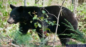 American Black Bear in North Carolina