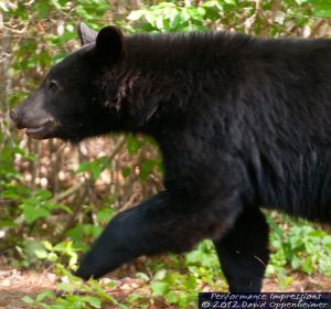 American Black Bear in North Carolina