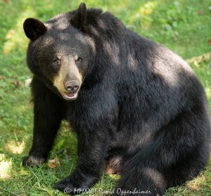 Amy the Bear with Injured Paw