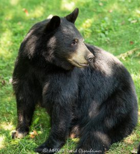 Amy the Bear with Injured Paw