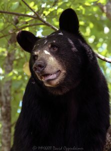 Amy the Bear with Injured Paw