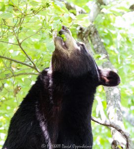 Amy the Bear Eating Dogwood Tree Flowers