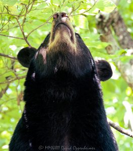 Amy the Bear in Dogwood Tree