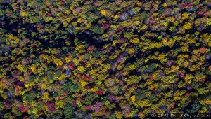 Autumn Colors by the Asheville Watershed in the Blue Ridge Mountains