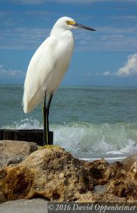 Naples, Florida Beach with Snowy Egret