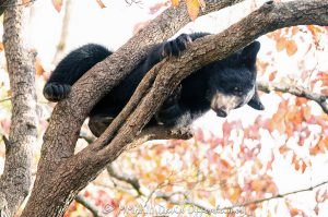 Young Bear in Dogwood Tree