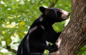 Bear Cub in Dogwood Tree