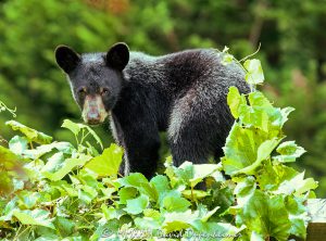 Bear Cub by Grapevine