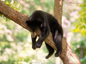 Bear Cub Resting in Dogwood Tree