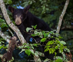 Bear Cub in Dogwood Tree