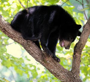 Bear Cub in Dogwood Tree