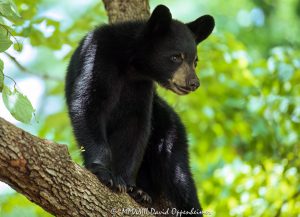 Bear Cub in Dogwood Tree