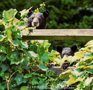 Mom Bear and Cub by Grapevine