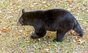 Bear Walking on Leaves in Autumn