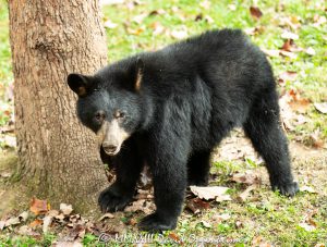 Young Bear Portrait Close-up