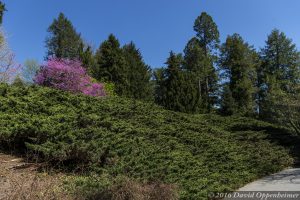 Biltmore Estate Shrub Garden in Spring