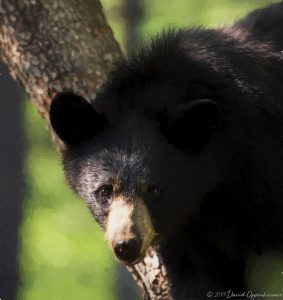 Black Bear in Dogwood Tree