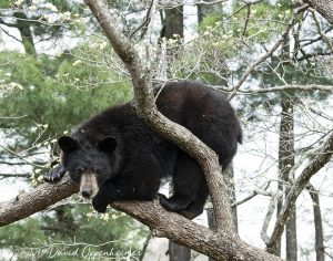 Black Bear in Dogwood Tree