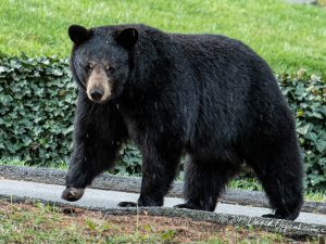 Black Bear in North Asheville