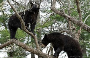 Black Bears in Dogwood Tree