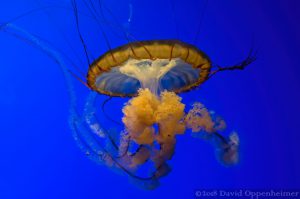 Jellyfish at California Academy of Sciences in San Francisco, California