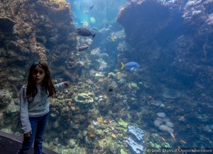 California Academy of Sciences Aquarium in San Francisco, California