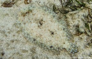 Peacock Flounder Seen Snorkeling in Ocho Rios, Jamaica