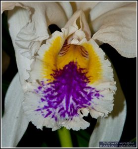 Cattleya mossiae Featherhill Orchid Flower