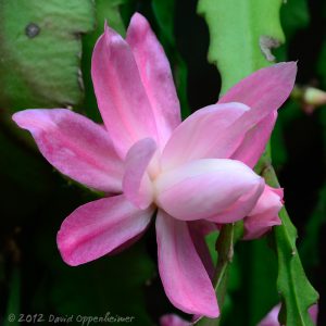 Christmas Cactus Flower - Schlumbergera truncata