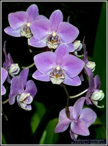 Dtps. Ching Hua Fair 'Red Flash'