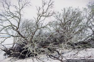 Driftwood on North Island on Winway Bay South Carolina