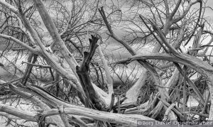 Driftwood on North Island on Winway Bay South Carolina