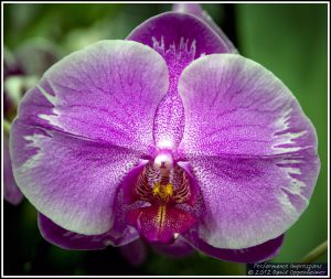 Dtps. Ching Hua Fair 'Red Flash' - Doritaenopsis Orchid Flower