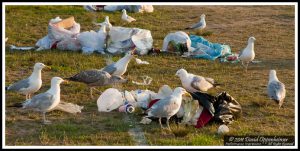 Gulls - Seagulls 