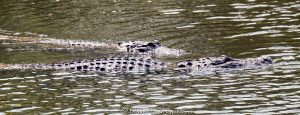 Giant Alligators at Gator Park in the Everglades in Miami, Florida