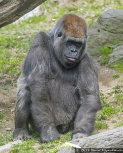 Western Lowland Gorilla at The Bronx Zoo