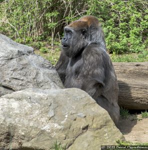 Western Lowland Gorilla at The Bronx Zoo