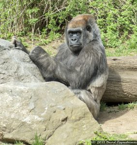 Western Lowland Gorilla at The Bronx Zoo