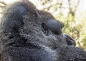 Western Lowland Gorilla at The Bronx Zoo