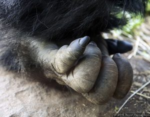 Western Lowland Gorilla at The Bronx Zoo