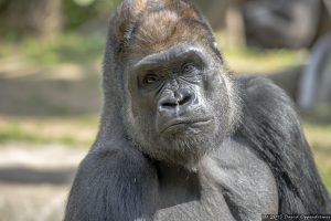 Western Lowland Gorilla at The Bronx Zoo