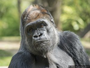 Western Lowland Gorilla at The Bronx Zoo