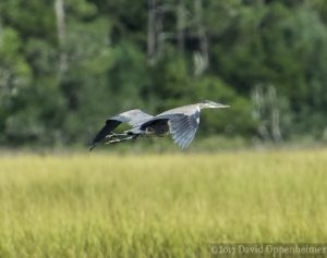 Great Blue Heron Flying at Huntington Beach State Park