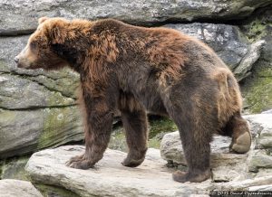 Grizzly Bear at The Bronx Zoo