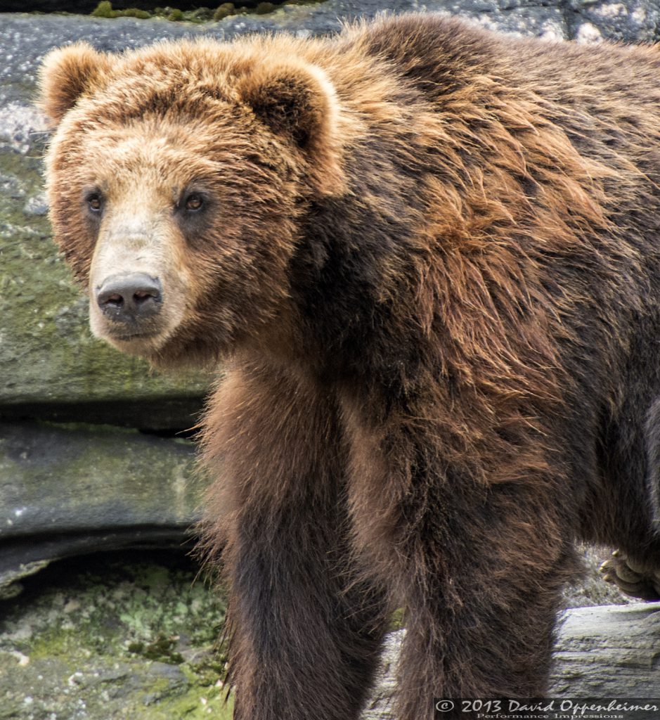 Grizzly Bear at The Bronx Zoo