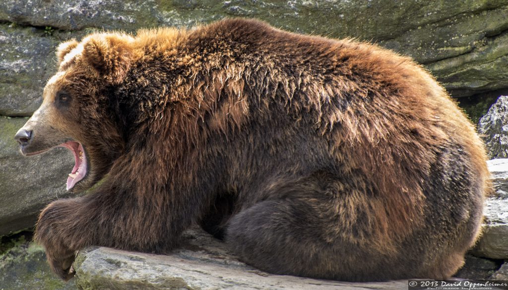 Grizzly Bear at The Bronx Zoo
